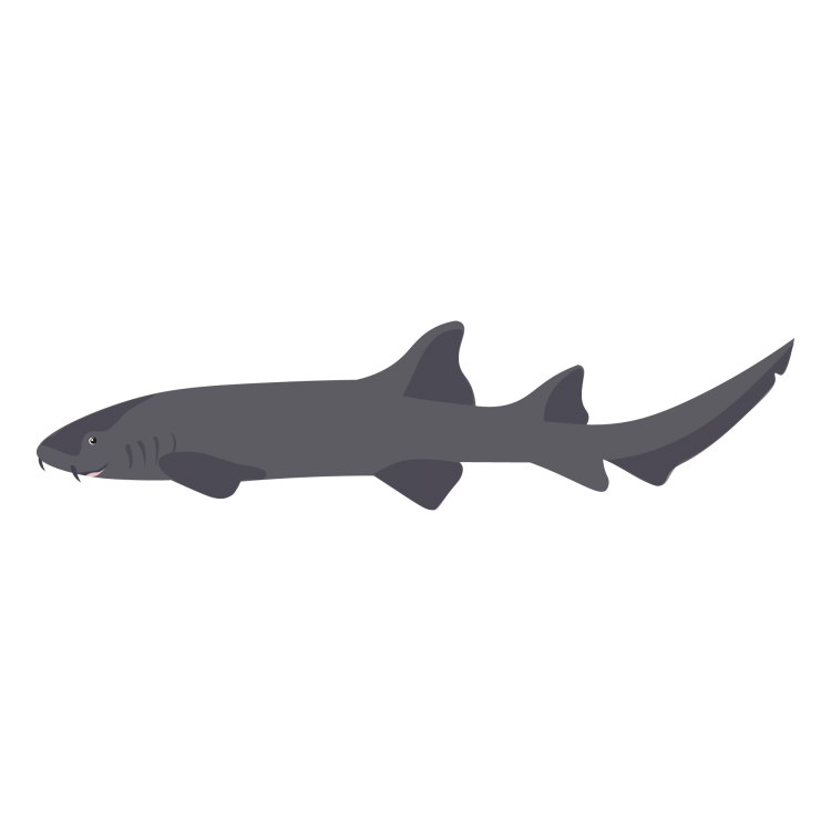 Tubarão1